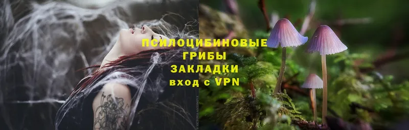 Псилоцибиновые грибы Psilocybe  Красноуфимск 